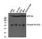 Notch Receptor 4 antibody, STJ90070, St John