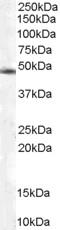 COP9 Signalosome Subunit 2 antibody, LS-B2751, Lifespan Biosciences, Western Blot image 