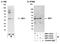 Interferon Regulatory Factor 1 antibody, NBP1-78761, Novus Biologicals, Western Blot image 