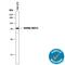 Heat Shock Protein Family A (Hsp70) Member 8 antibody, MAB4148, R&D Systems, Western Blot image 