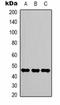 Enolase 2 antibody, orb323145, Biorbyt, Western Blot image 