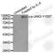 Janus Kinase 2 antibody, AP0373, ABclonal Technology, Western Blot image 