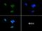 Histone Cluster 2 H3 Family Member D antibody, NB21-1132, Novus Biologicals, Immunofluorescence image 