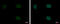 Pygopus Family PHD Finger 2 antibody, GTX116847, GeneTex, Immunocytochemistry image 