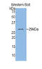 Chloride Channel Accessory 1 antibody, LS-C293307, Lifespan Biosciences, Western Blot image 