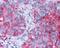 Frizzled Class Receptor 1 antibody, NLS4150, Novus Biologicals, Immunohistochemistry frozen image 