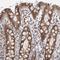RasGEF Domain Family Member 1C antibody, NBP1-81964, Novus Biologicals, Immunohistochemistry paraffin image 