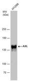 AXL Receptor Tyrosine Kinase antibody, GTX132387, GeneTex, Western Blot image 