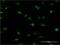 Pleiotropic Regulator 1 antibody, LS-C197925, Lifespan Biosciences, Immunofluorescence image 