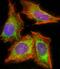 Hypoxia Inducible Factor 1 Subunit Alpha Inhibitor antibody, M02116-1, Boster Biological Technology, Immunofluorescence image 