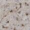 BCL2 Associated Athanogene 3 antibody, PA5-53818, Invitrogen Antibodies, Immunohistochemistry frozen image 