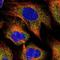Spermine Oxidase antibody, NBP2-13356, Novus Biologicals, Immunocytochemistry image 
