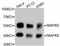 Mitogen-Activated Protein Kinase 8 antibody, abx125364, Abbexa, Western Blot image 