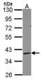 Deoxyribonuclease 1 Like 3 antibody, GTX114363, GeneTex, Western Blot image 