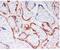 Pappalysin 1 antibody, GTX60972, GeneTex, Immunohistochemistry paraffin image 