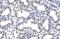 Cysteinyl-TRNA Synthetase antibody, A00259, Boster Biological Technology, Immunohistochemistry frozen image 