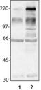 Phosphotyrosine antibody, LS-C41123, Lifespan Biosciences, Western Blot image 