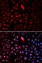 TCP-1 antibody, LS-B14875, Lifespan Biosciences, Immunofluorescence image 