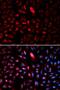 ADAMTS Like 2 antibody, LS-B14875, Lifespan Biosciences, Immunofluorescence image 