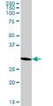 Mitochondrial Ribosomal Protein L1 antibody, H00065008-B01P, Novus Biologicals, Western Blot image 