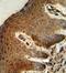 Parathymosin antibody, GTX80442, GeneTex, Immunohistochemistry paraffin image 