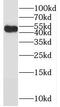 RAN Binding Protein 3 Like antibody, FNab07102, FineTest, Western Blot image 