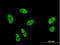 Splicing Factor 1 antibody, LS-B4465, Lifespan Biosciences, Immunofluorescence image 