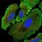 Alkaline Phosphatase, Placental antibody, NBP2-34056, Novus Biologicals, Immunofluorescence image 