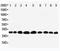 Prohibitin antibody, LS-C313068, Lifespan Biosciences, Western Blot image 