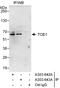 Target of EGR1 protein 1 antibody, A303-642A, Bethyl Labs, Immunoprecipitation image 