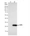 Sepiapterin Reductase antibody, NBP1-33546, Novus Biologicals, Immunoprecipitation image 