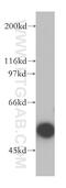 Myeloid Cell Nuclear Differentiation Antigen antibody, 13576-1-AP, Proteintech Group, Western Blot image 