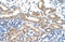 Family With Sequence Similarity 174 Member B antibody, 29-797, ProSci, Enzyme Linked Immunosorbent Assay image 