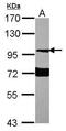 Neuroligin 1 antibody, PA5-30449, Invitrogen Antibodies, Western Blot image 