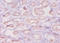 Defensin Beta 1 antibody, LS-C285695, Lifespan Biosciences, Immunohistochemistry paraffin image 