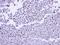 RNA Polymerase II Subunit G antibody, NBP1-32716, Novus Biologicals, Immunohistochemistry frozen image 