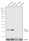 FKBP Prolyl Isomerase 1A antibody, 711275, Invitrogen Antibodies, Western Blot image 