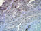 HSP90 antibody, LS-C231915, Lifespan Biosciences, Immunohistochemistry frozen image 