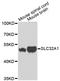 Solute Carrier Family 32 Member 1 antibody, STJ25579, St John