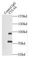 Cullin 4A antibody, FNab02077, FineTest, Immunoprecipitation image 
