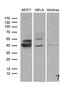 WD Repeat Domain 92 antibody, LS-C792107, Lifespan Biosciences, Western Blot image 