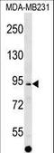 ALS2 C-Terminal Like antibody, LS-C161044, Lifespan Biosciences, Western Blot image 