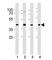 Gap Junction Protein Alpha 1 antibody, F44391-0.4ML, NSJ Bioreagents, Western Blot image 