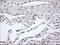 Noggin antibody, LS-C114325, Lifespan Biosciences, Immunohistochemistry paraffin image 
