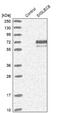 Sialic Acid Binding Ig Like Lectin 8 antibody, NBP1-82666, Novus Biologicals, Western Blot image 