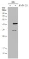 Enterovirus antibody, GTX633583, GeneTex, Western Blot image 