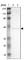 Endoplasmic Reticulum Protein 44 antibody, HPA001318, Atlas Antibodies, Western Blot image 