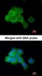 Activating Transcription Factor 2 antibody, orb14444, Biorbyt, Immunocytochemistry image 