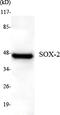 SRY-Box 2 antibody, M00105-2, Boster Biological Technology, Western Blot image 
