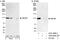 ATP Binding Cassette Subfamily F Member 1 antibody, A302-000A, Bethyl Labs, Western Blot image 